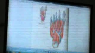 16) Dr.Medhat 28/04/2014 [ posterior tibial artery - the foot ]