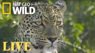 Lots of Leopards Today – Day 79 | Safari Live