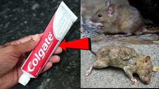 MAGIC COLGATE || How To Kill Rats Within 10 minutes || Home Remedy || Magic Ingredient | Mr. Maker