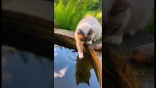 O GATO TOMANDO BANHO NA ÁGUA #shorts