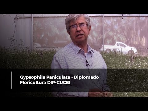 , title : 'Gypsophila Paniculata - Diplomado Floricultura DIP-CUCEI'