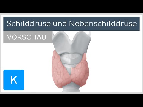 Schilddrüse und Nebenschilddrüse - Aufbau und Funktion (Vorschau) | Kenhub