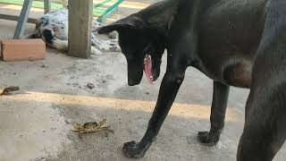 Happy dog #animals #dog #pets