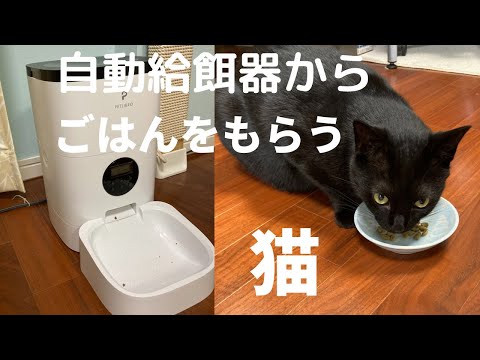 , title : '朝は自動給餌器からご飯をもらう黒猫'