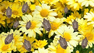 How to Get Rid of Stink Bugs - The Grumpy Gardener