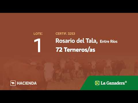 Lote Terneros/as en Rosario del Tala