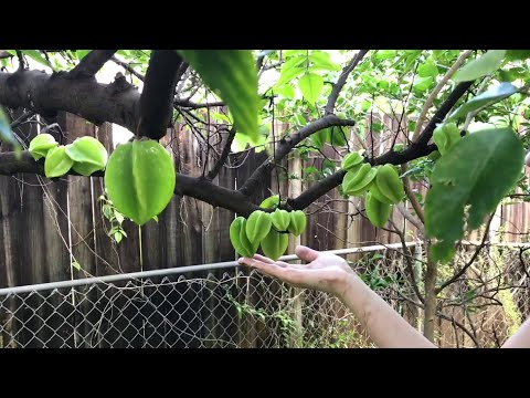, title : 'CARAMBOLA (STAR FRUIT) - The BEST fruit tree to grow in South Florida | Zone 10b Gardening Vlog'
