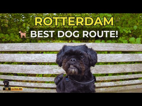 Rotterdam's BEST Dog Walking Route: Prinsenland Neighborhood ASMR 4K 🐕