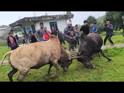 Mynska Bahtho (Kynta Sandy) 🆚 Jrah Jes ( Jrah Pasyih) lah suh snier lut baroh ki nongiathong Mynne 😂