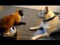 Roomba Cat swats Dog pit bull Sharky. Max-Arthur ...