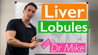 Liver Lobules (Portal Triad)