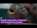 Dodelijke kattenziekte in Gelderland: 'Veel vaccinaties verlopen'