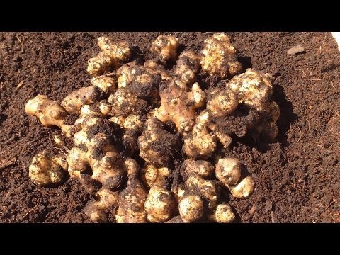 Sunchokes, Sea Kale, Tree Collards, & Where's Good King Henry?