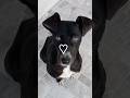 Grace Needs A Home Beautiful Young Small Medium Dog Shorts Adopt Love Dog Sos Help