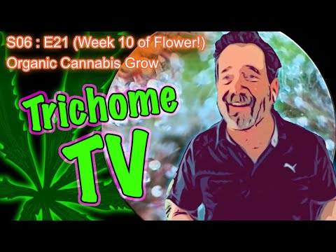 S06 E21 (Day #141) || Day 64 of Flower || How to Water and Grow Cannabis for Beginners ||