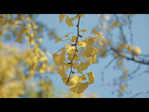 Dấu Thu phai - Hà Thanh