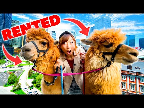 Aluguei DUAS ALPACAS em Tóquio