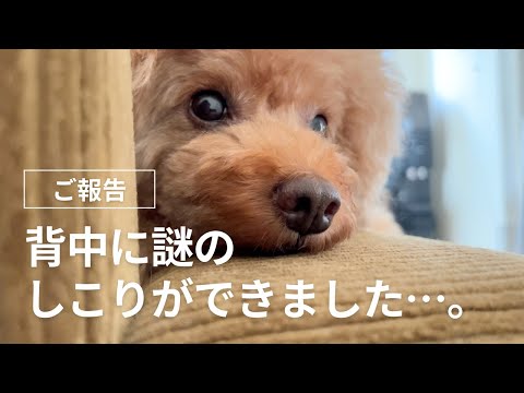 犬のしこり:それは何なのか - 犬のしこり:それは何なのか