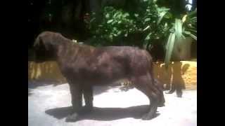 cachorros presa canario 55 dias mexico d.f.