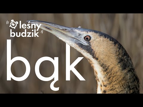Leśny Budzik - Bąk
