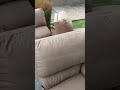 sofa cleaning