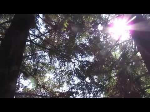 Snow Falling on Cedars Trailer