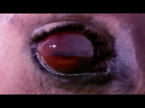 Liquid Stranger feat. Crooked Bangs - Extraterrestrial (Reconstructed)