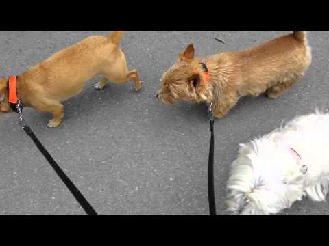 promenaden i skarpnäck