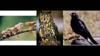 Foster And Allen A Place In The Choir