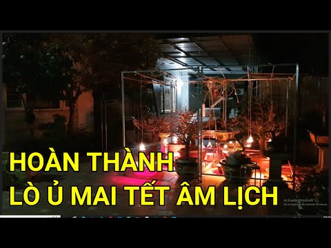 🔴 QBS22342 - KÍCH NỤ MAI VÀNG NỞ ĐÚNG TẾT | CÁCH LÀM LÒ Ủ NHIỆT CHO MAI VÀNG MIỀN BẮC | HOA MAI VÀNG