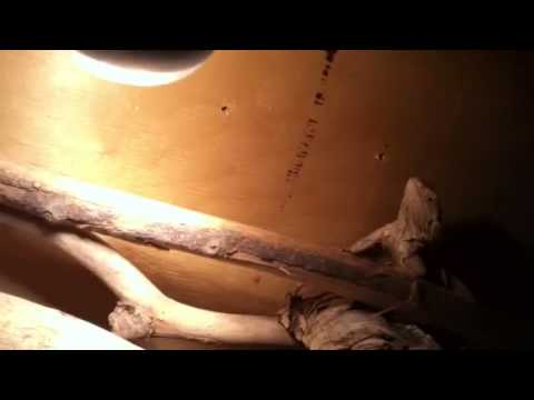 How to care for and breed bearded dragons