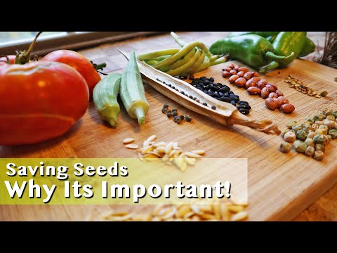 How To Save Vegetable Seeds For Next Season! You Must DO THIS As A Homesteader!