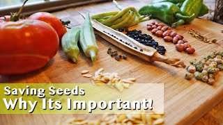 How To Save Vegetable Seeds For Next Season! You Must DO THIS As A Homesteader!