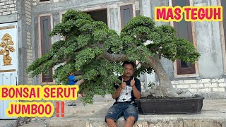 Download lagu TERBARU‼️SERUT JADI YG SANGAT BESAR, JOSS📞 0813-3604-7544 @JeckpaeyBonsai91 mp3 Download lagu TERBARU‼️SERUT JADI YG SANGAT BESAR, JOSS📞 0813-3604-7544 @JeckpaeyBonsai91 mp3