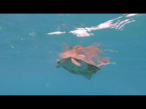 Aida Perla - Barbados - ein Schnorchelausflug - auf der Jagd mit der Gopro nach Wasserschildkröten