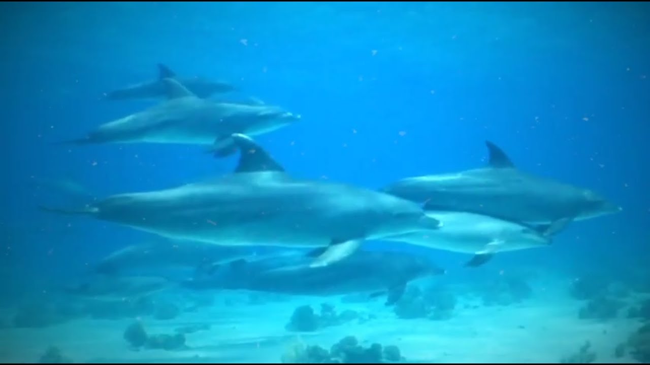 Ocean Protection Starts With You Video facade placeholder