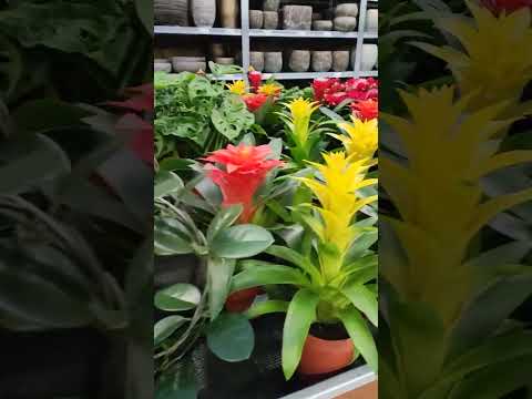 Garden flowers Nederland