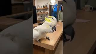 Download lagu Bird Loves Music mp3 Download lagu Bird Loves Music mp3