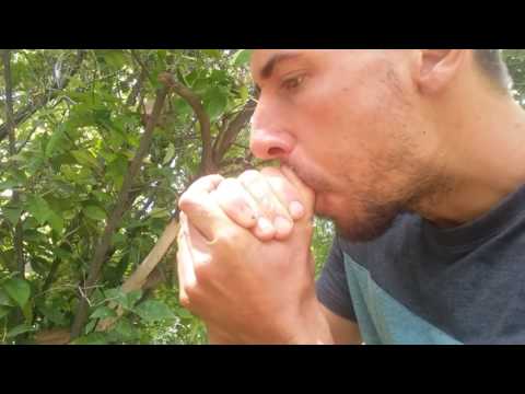 download lagu mp3 mp4 Homemade Dove Call, download lagu Homemade Dove Call gratis, unduh video klip Homemade Dove Call