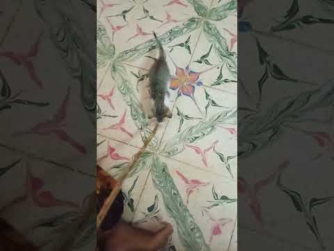 எங்க வீட்டு பூனை & குட்டி பிள்ளை