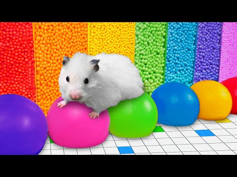 , title : '🌈 Rainbow Hamster Maze with Balloons'
