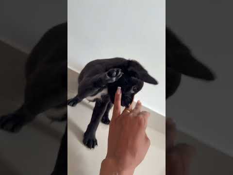 Vídeo de Ainda sem nome 