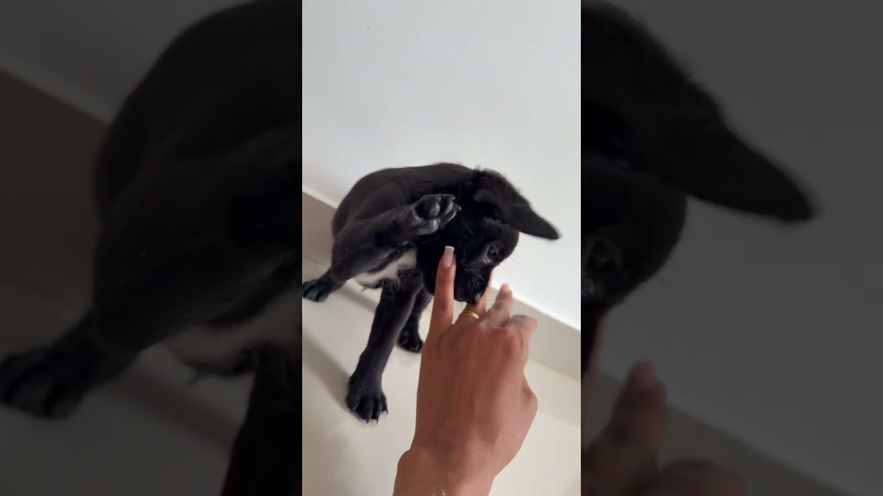 Cachorro raça Poodle idade Abaixo de 2 meses nome Ainda sem nome 