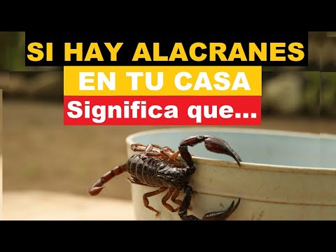 Que significa encontrar un alacran en la casa o escorpion en tu casa