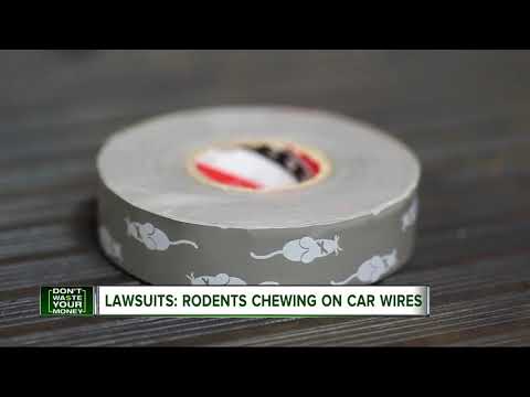 Beware of rodents chewing your car's wires
