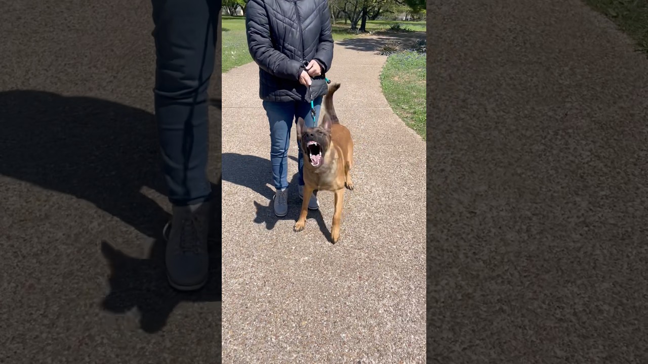Watch Him command #belgianmalinois #guardianmalinois #dogtraining #malinois