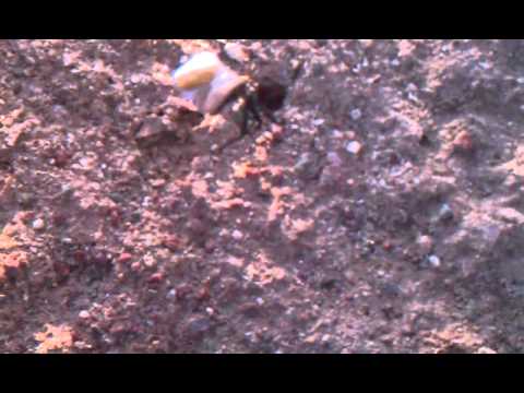 Black widow vs cigarette butt