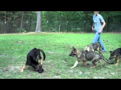 Natasha, Nadia, Nishka and Niccola, ADOPTED!!!