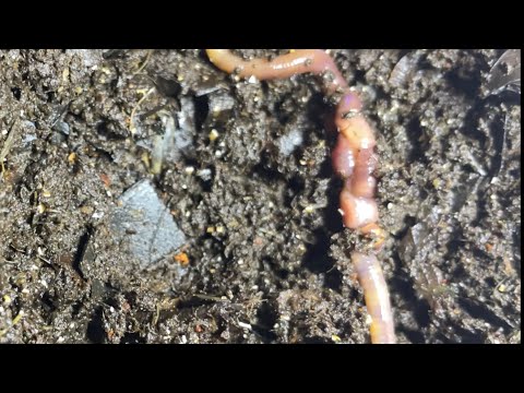 Moving Red Wigglers to New Breeder Bins - Mating Pair!