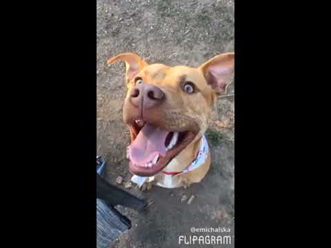 Danny Boy (SPONSORED), an adopted Pit Bull Terrier Mix in Springfield, MO_image-1